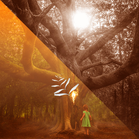 Into the Woods